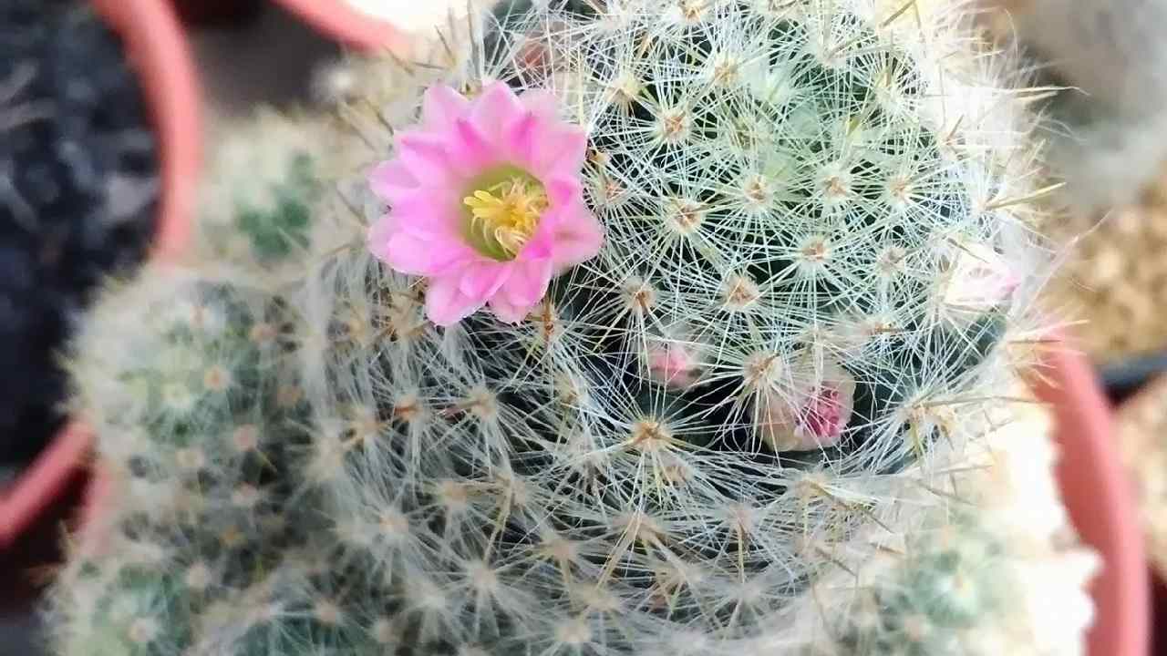 Cactus non fiorisce cause