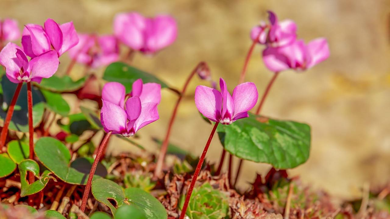 giardinaggio luglio