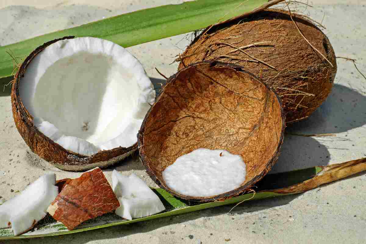 noce di cocco aperta
