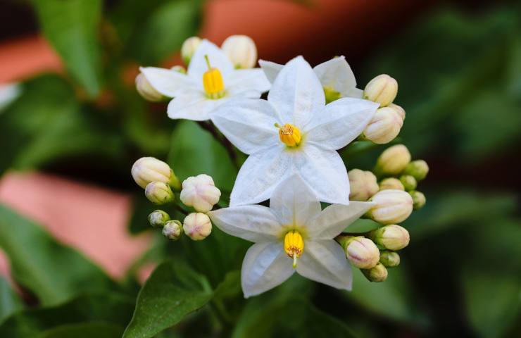 Dei fiori di gelsomino notturno