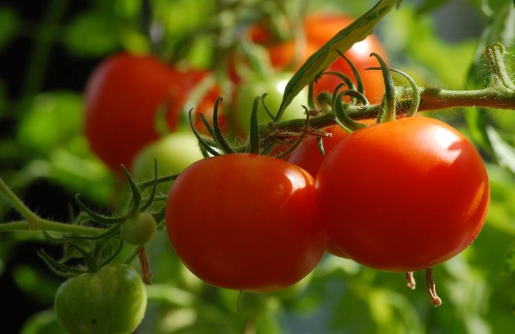 Dei pomodori attaccati alla pianta