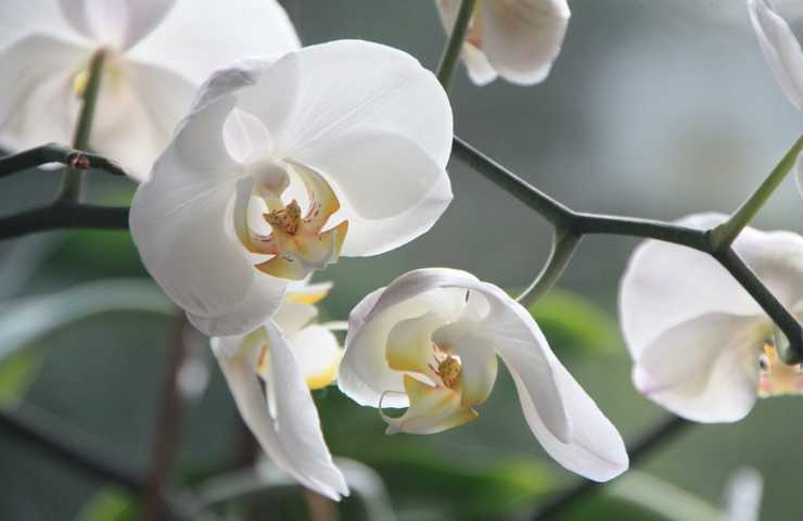 Delle orchidee bianche viste da vicino