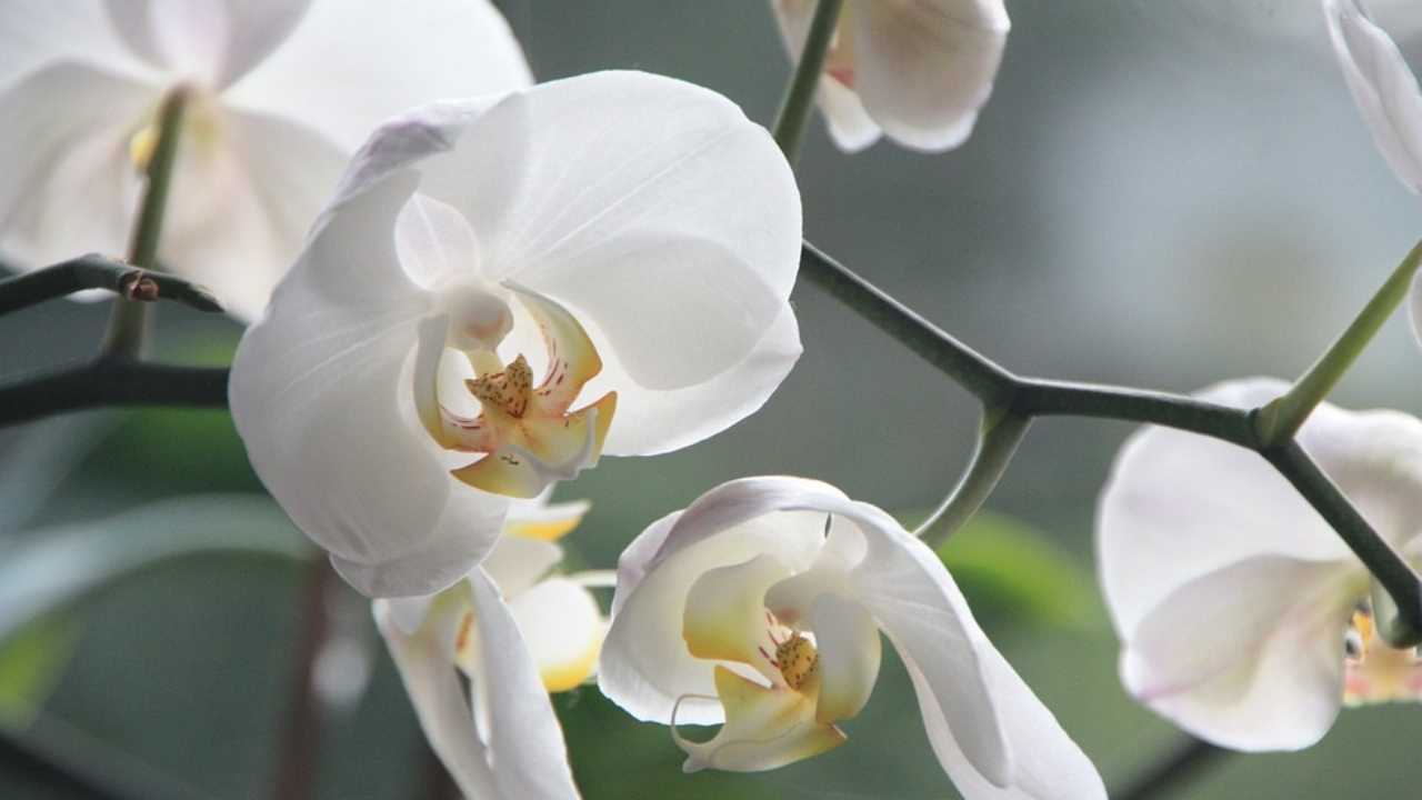 orchidee, come farle rifiorire consigli