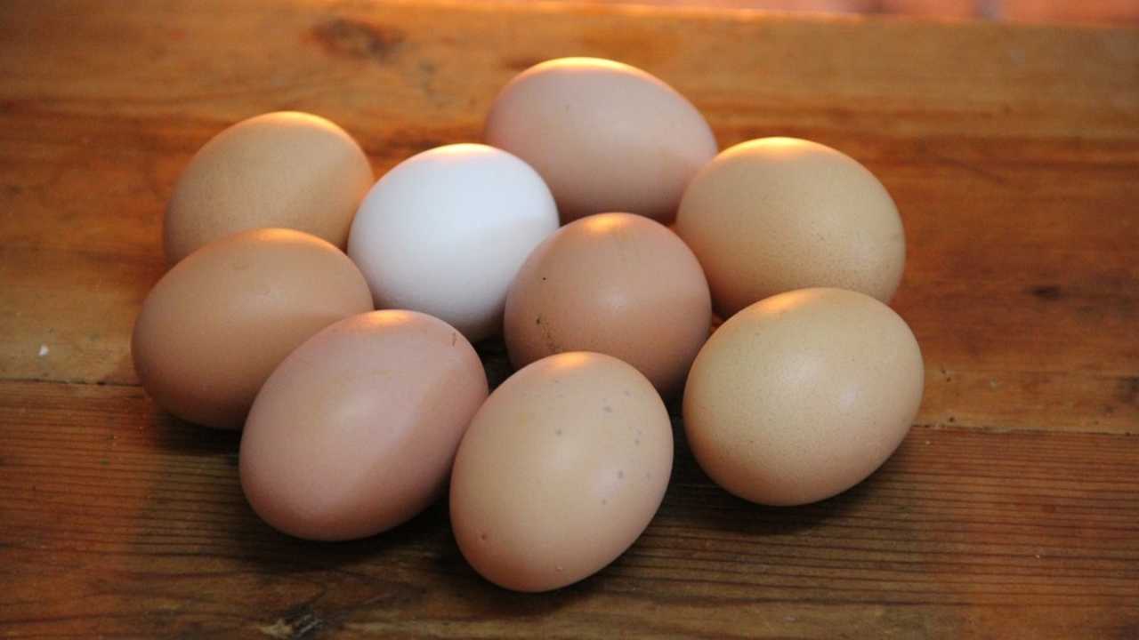 salmonella nelle uova come evitarlo rischi