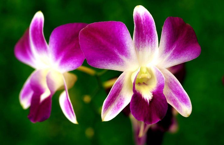 moltiplicare orchidea da ramo secco