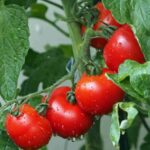 pomodori su una pianta