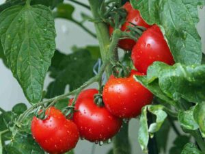 pomodori su una pianta