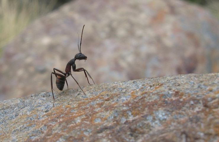 repellenti naturali formiche