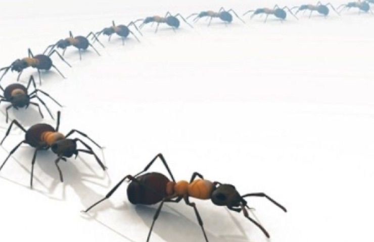 fila di formiche