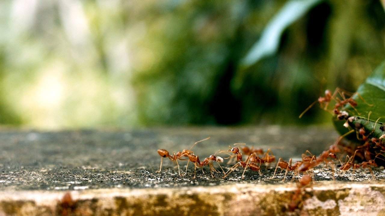 metodi naturali invasione formiche