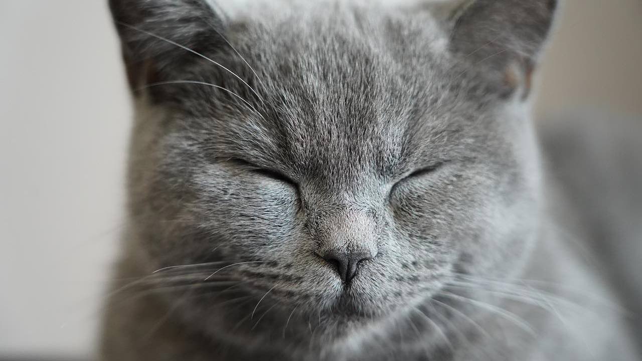 carattere chi ama gatti