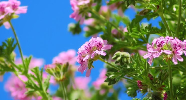 Gerani prolungare fioritura