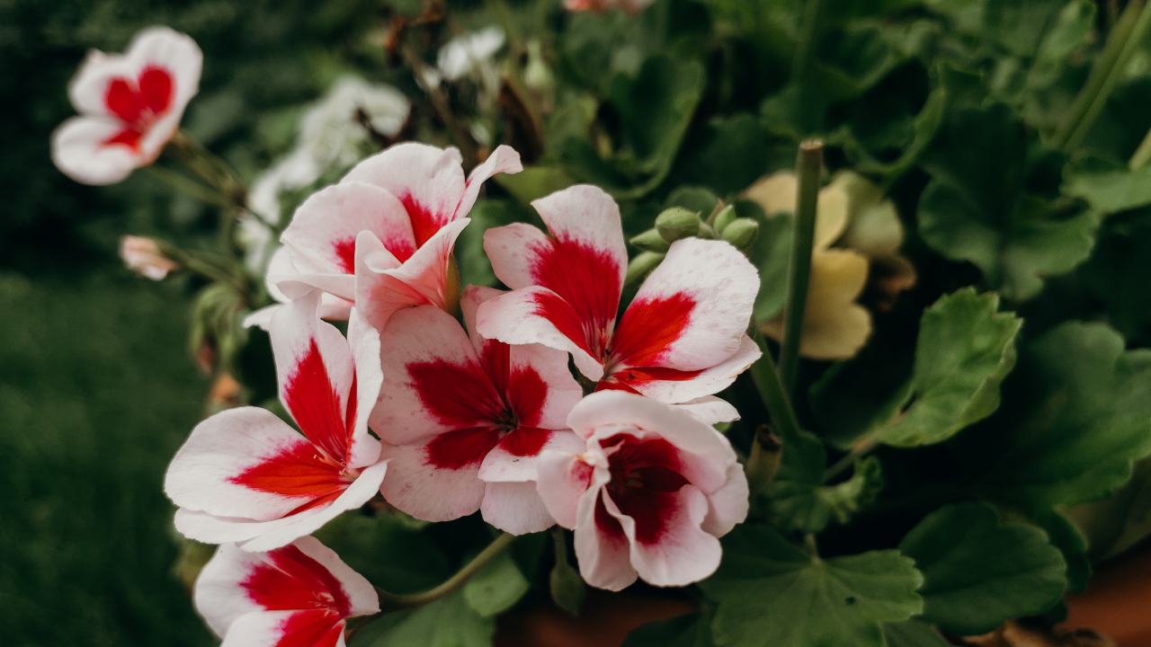 geranio edera fiore Pelargonium haederifolium