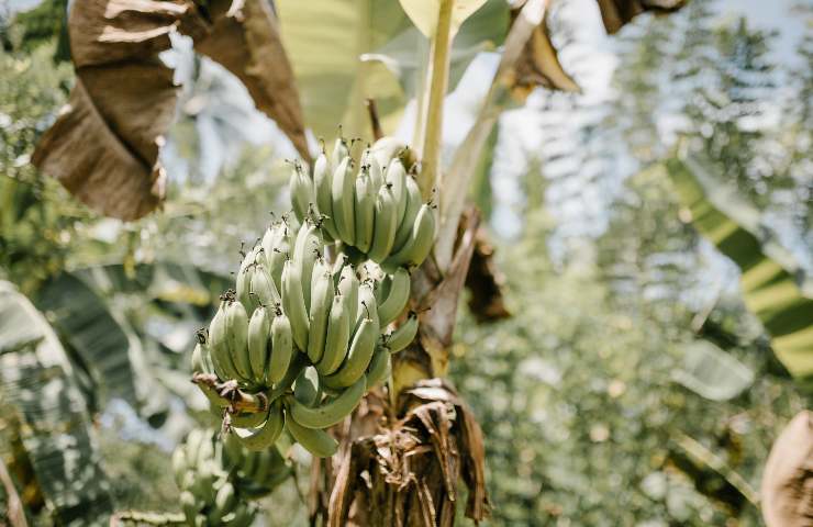 crescere albero banano