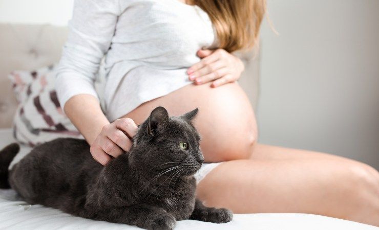 gravidanza virus gatto