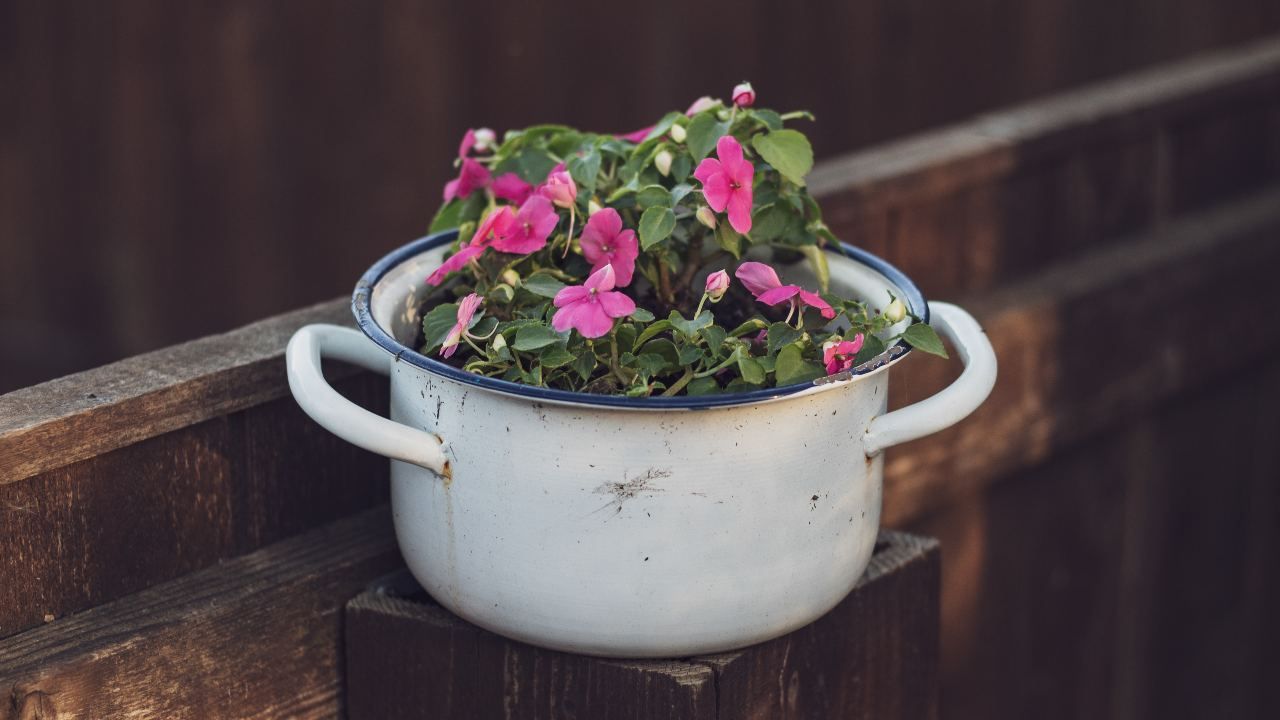 Impatiens fiori vetro cura