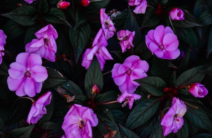 Impatiens fiori coltivazione