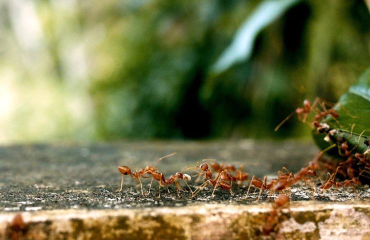 soluzione invasione formiche