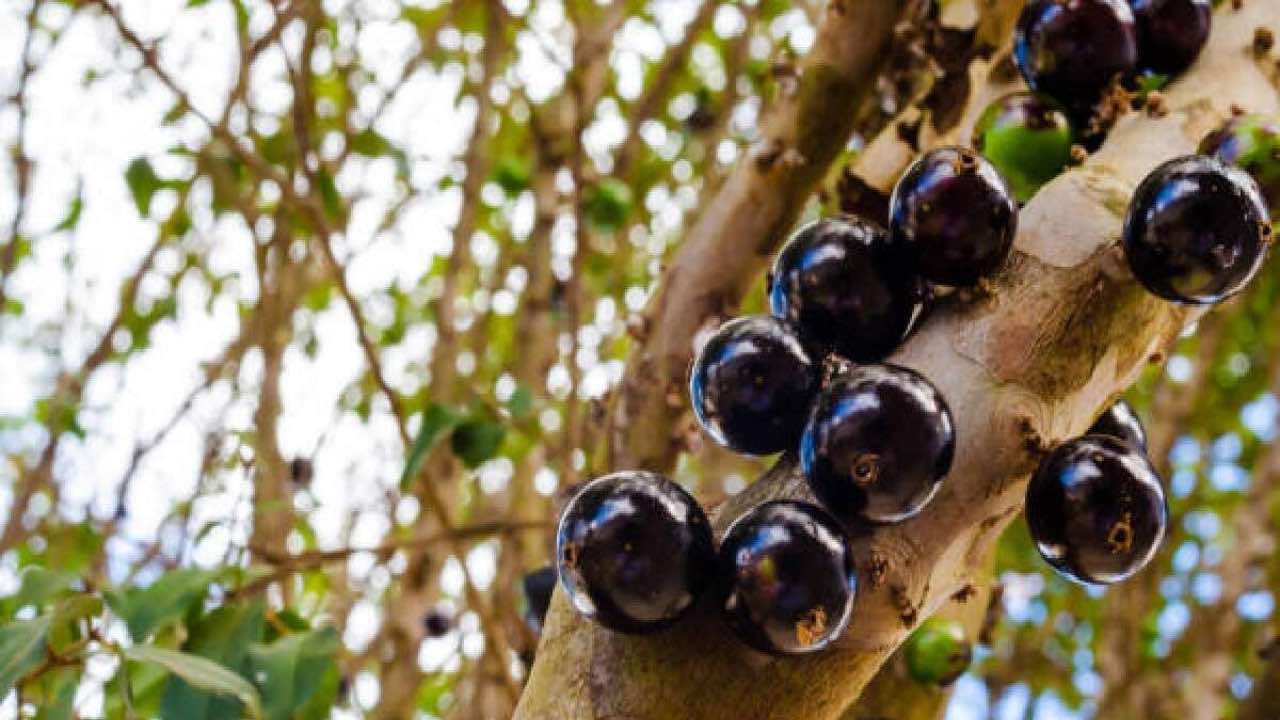 Jabuticaba