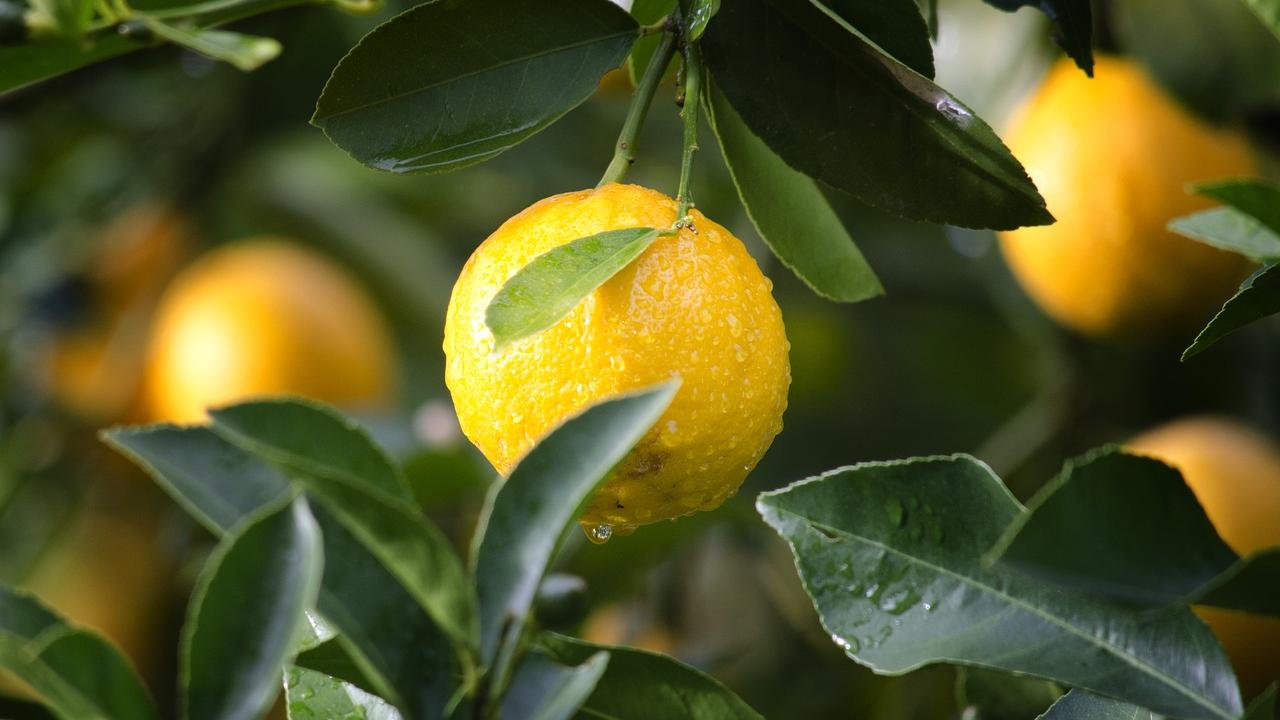 moltiplicare limone