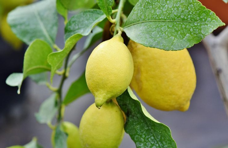 coltivare limoni succosi