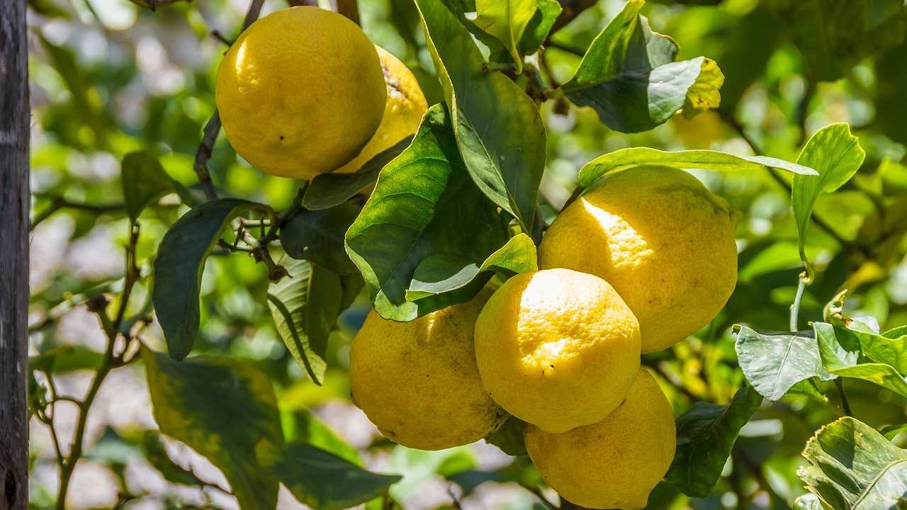 pianta limone frutti olio