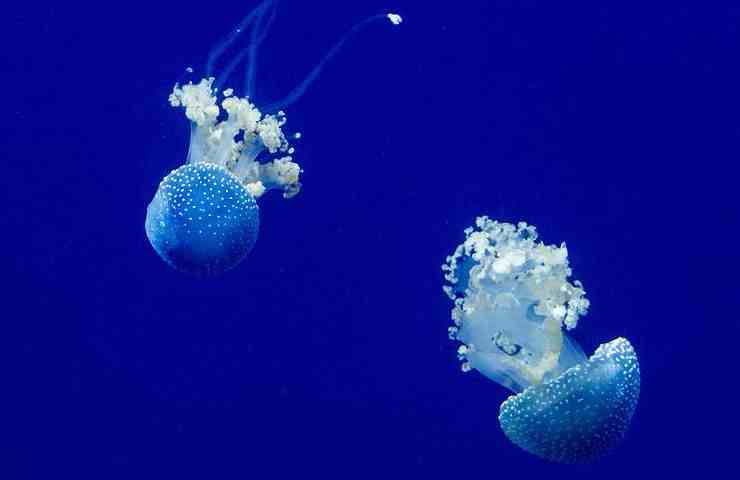 Animali urticanti spiaggia