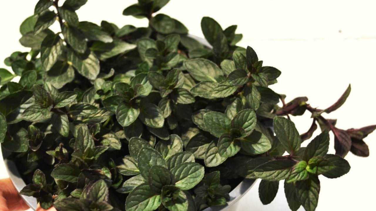 Menta piperita cioccolato cosa sapere e come curarla