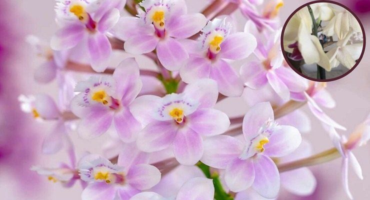 Orchidea cause fiori afflosciati