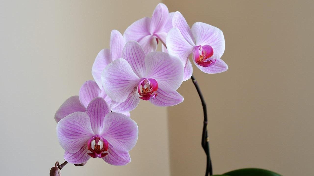 cure coltivare orchidea
