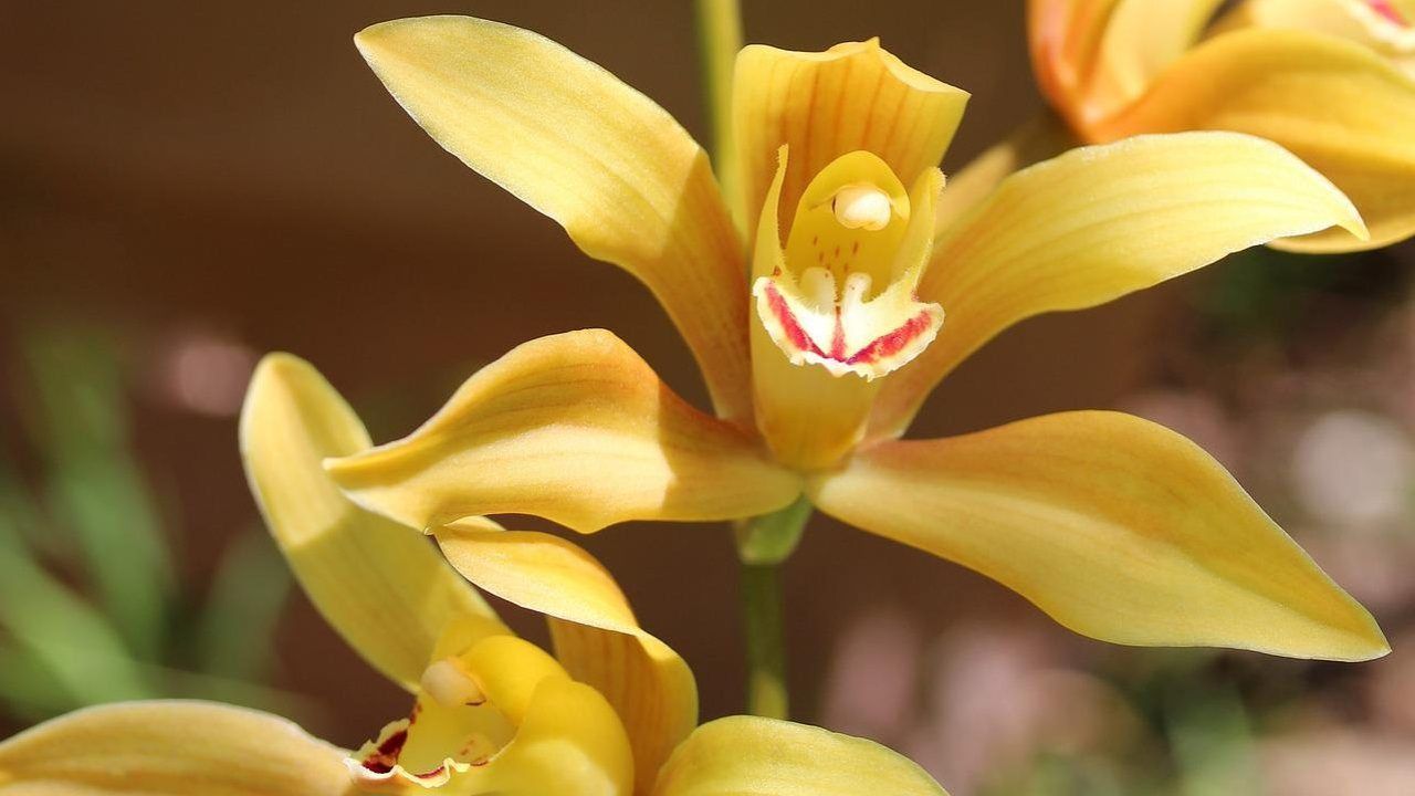 orchidea varietà facili