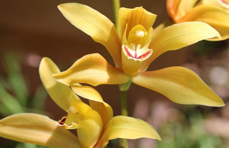 Orchidee varietà diffuse