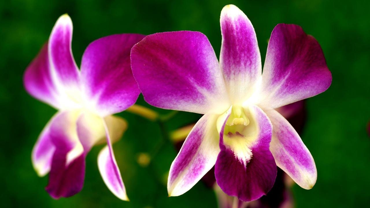 riprodurre orchidea ramo secco
