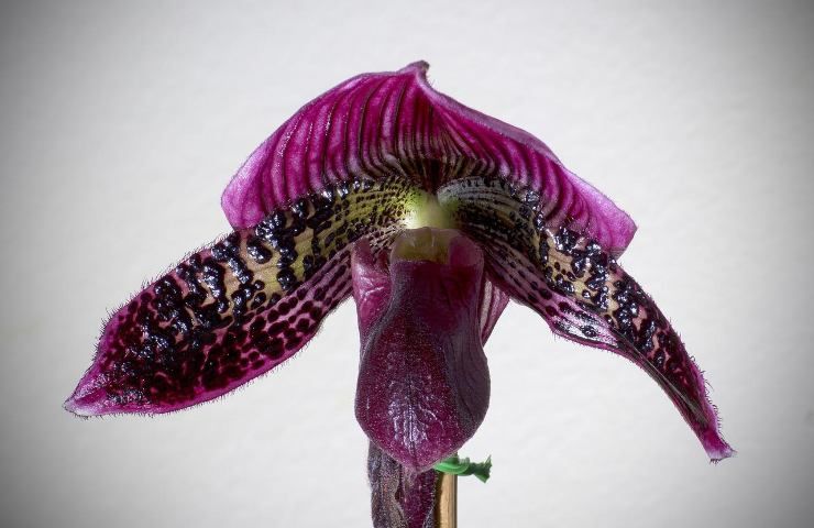 Varietà orchidea principianti