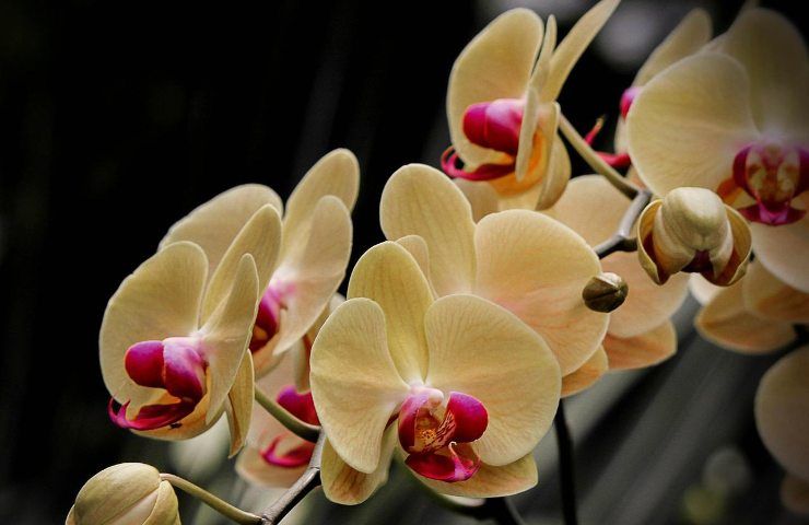 Orchidee facili coltivare