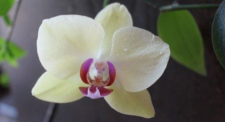 Orchidea fiori secchi