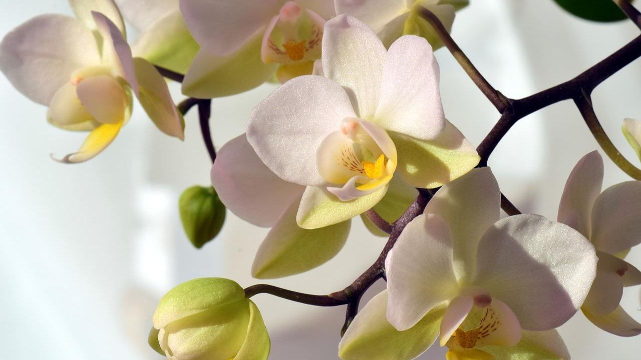 limone orchidea rigogliosa