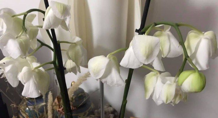 Orchidea fiori afflosciati cause