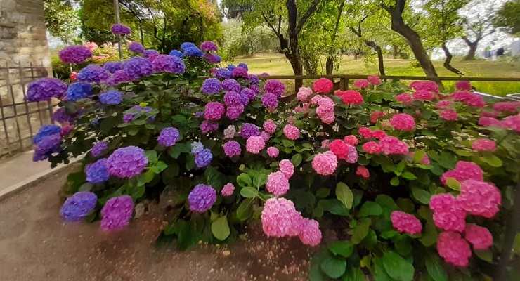 Ortensie come cambiare colore