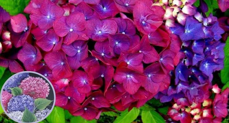 Ortensie rosa e blu rimedi naturali per cambiare colore