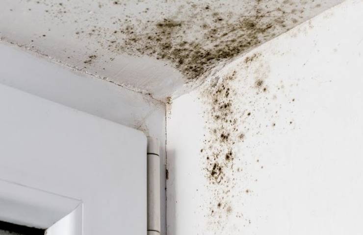 Parete e soffitto infestati dalla muffa