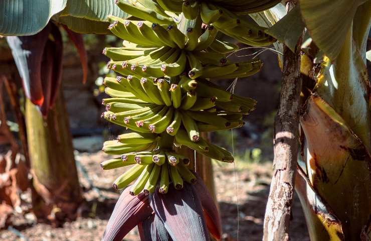 semi banana far nascere pianta