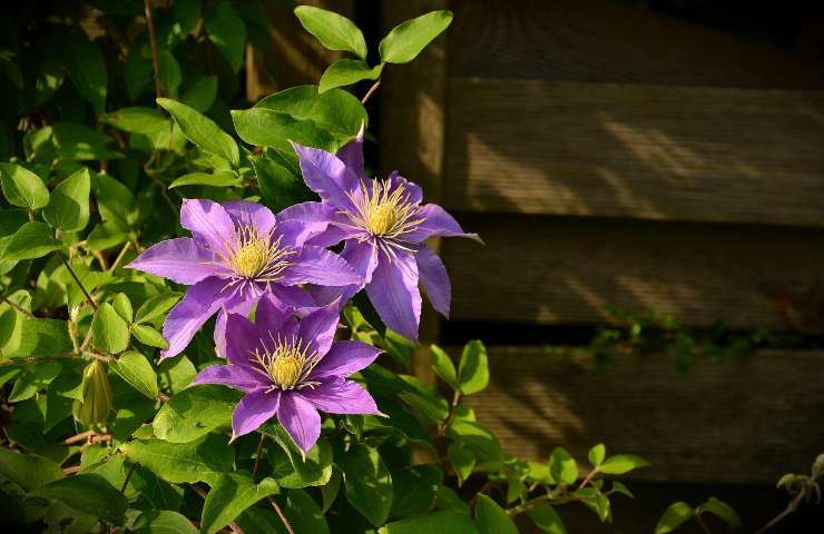 talee luglio piante