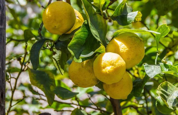 coltivazione limone olio neem