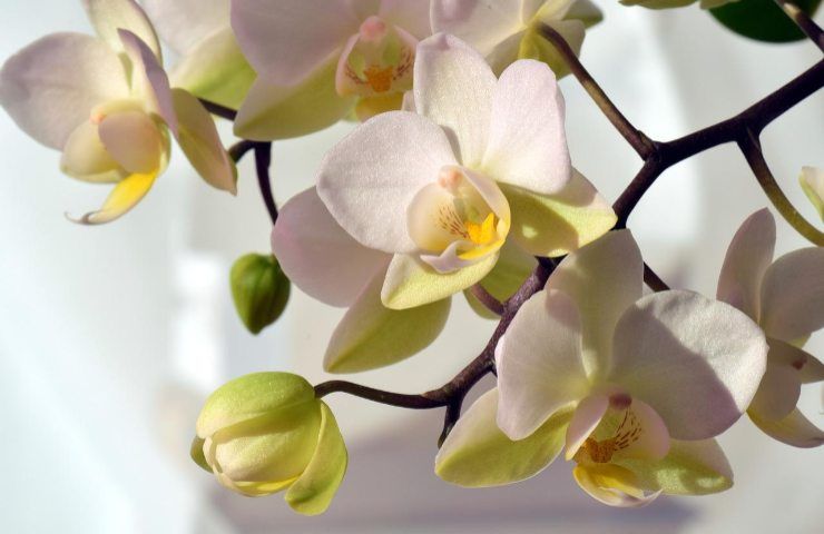 succo limone pulizia orchidea