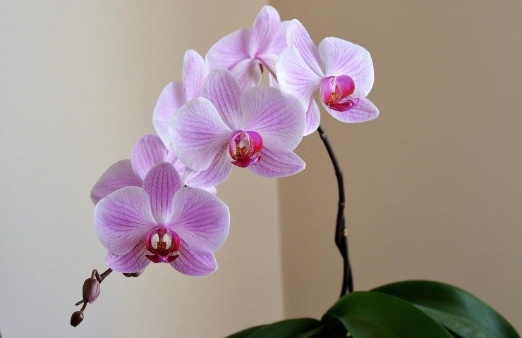 Regole coltivazione orchidea