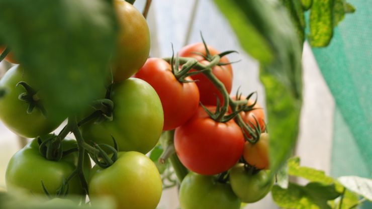 foglie di pomodoro