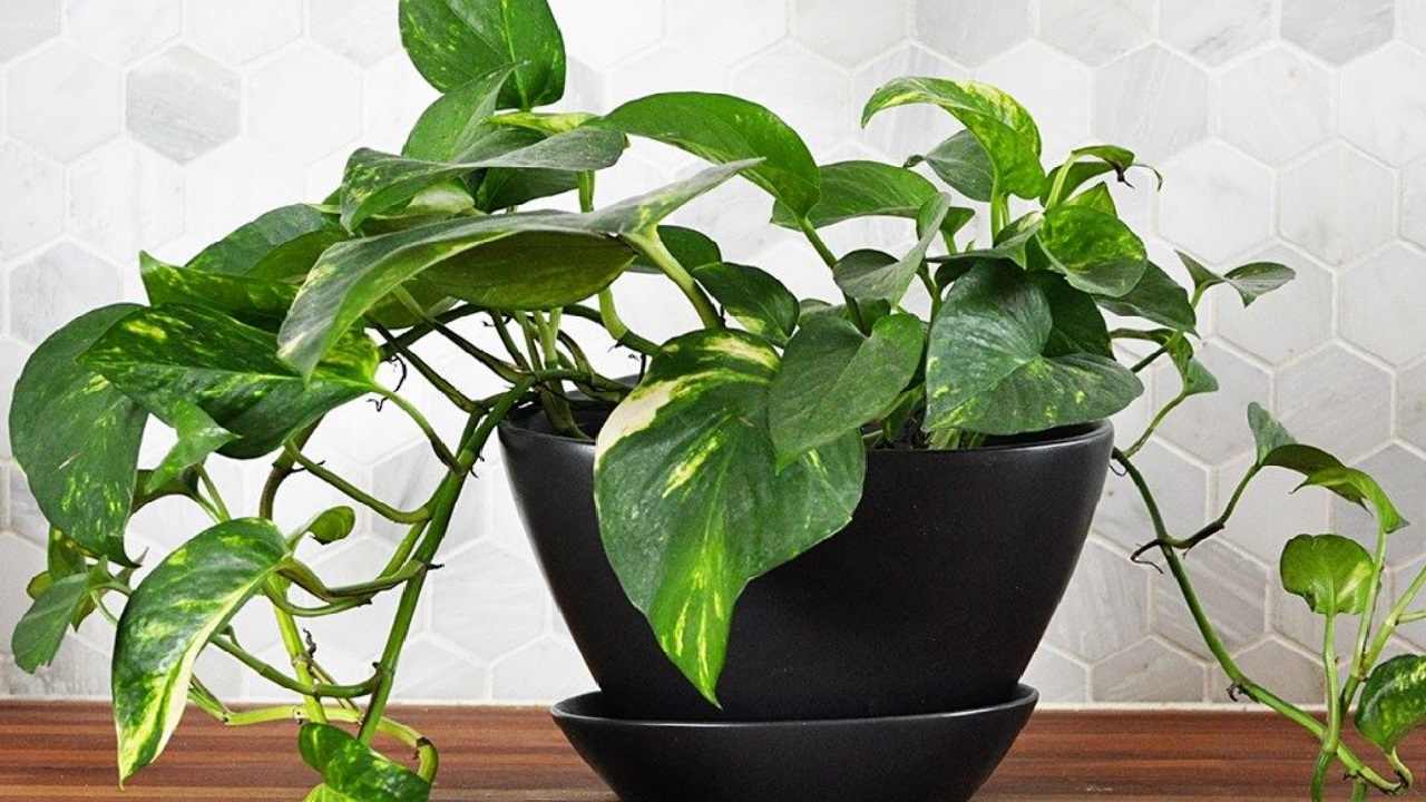 Pulire foglie di Pothos con limone