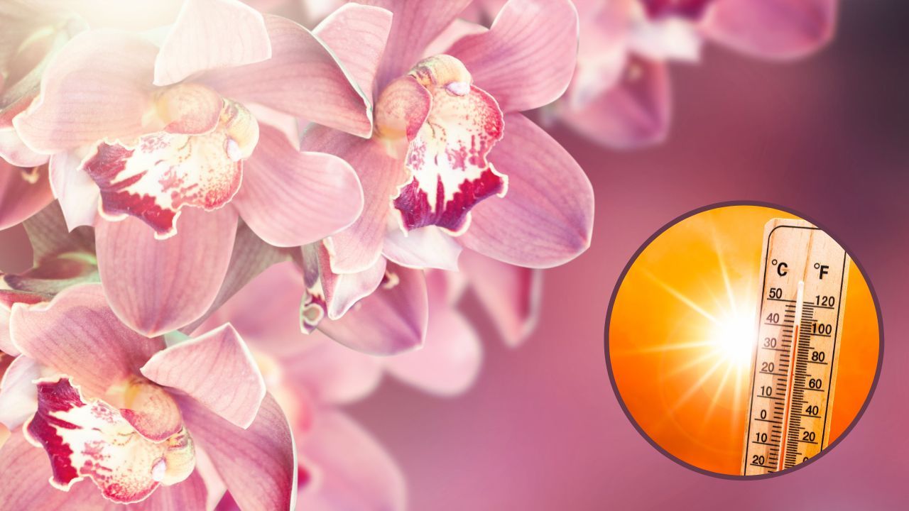 Proteggere orchidee