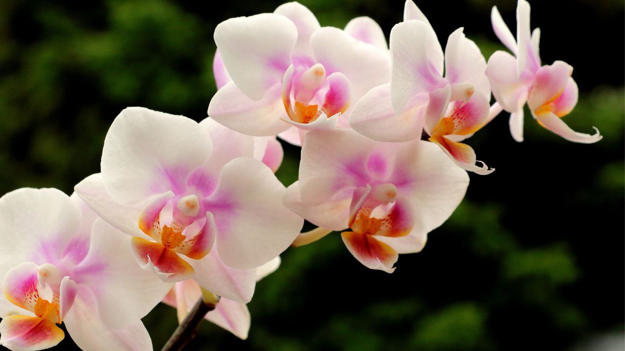 Orchidee